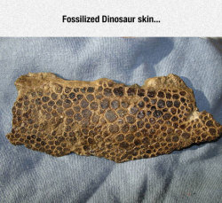 srsfunny:  Fossilized Gem 