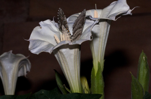 wapiti3: Hummingbird Moth feeding from Daturas Bernhard Michaelis photos