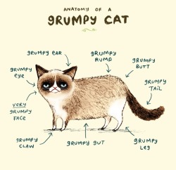 1000drawings:  Anatomy of a Grumpy Kitty