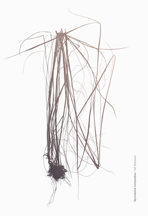 + wolframgrafik Herbarium: Specimen 46.Sporobolus compositus / Τall dropseed.A vector graphic, fragm