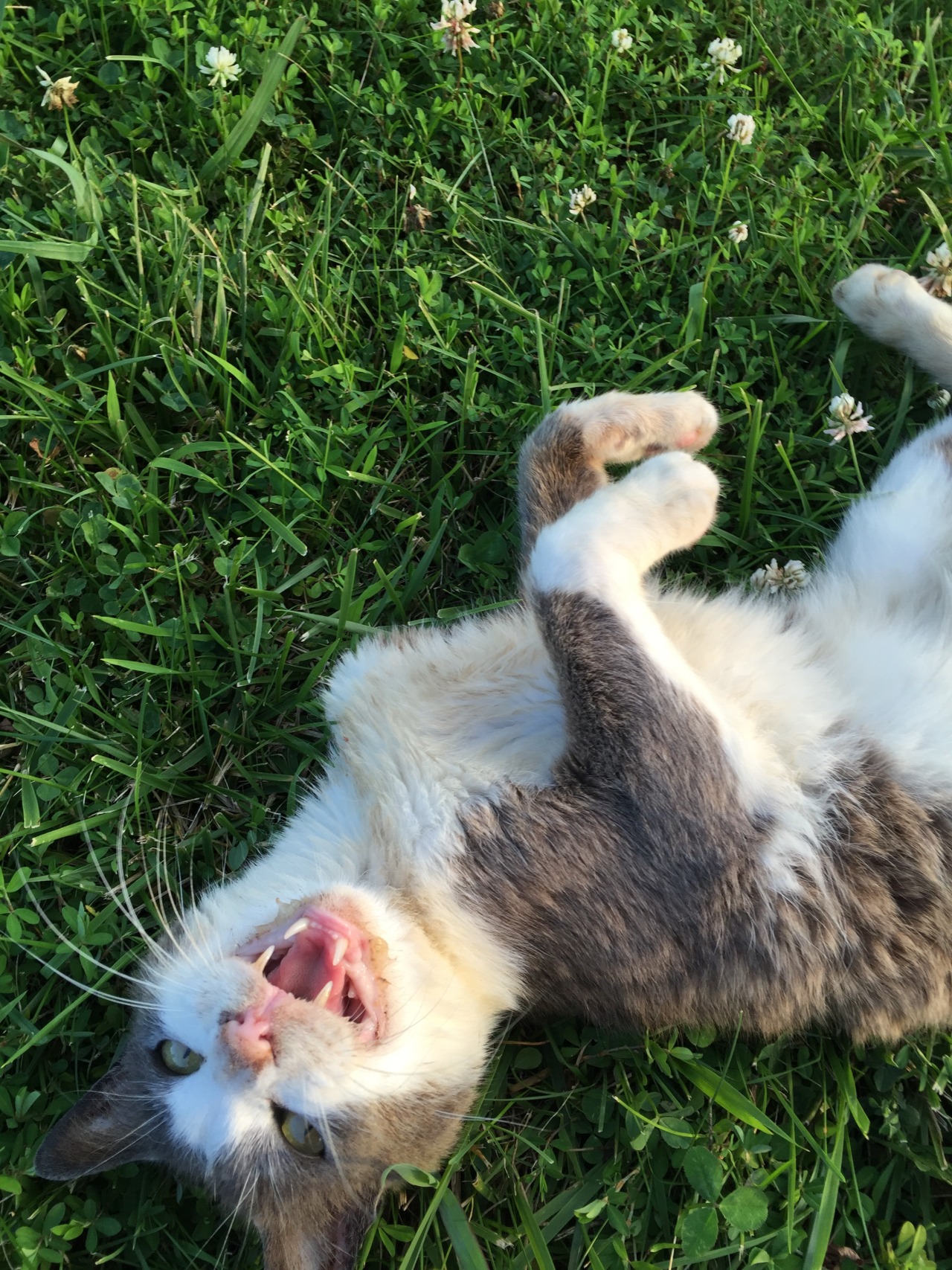 anxiouskween:  my baby 🌾