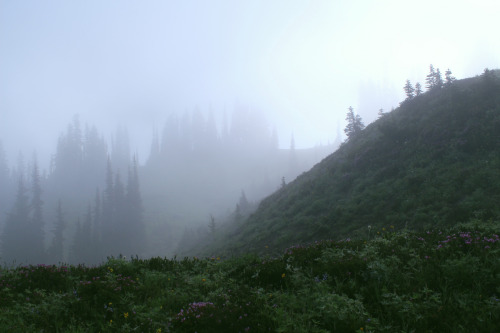 90377: Ohanapecosh Park Knob in Fog by goat mountain