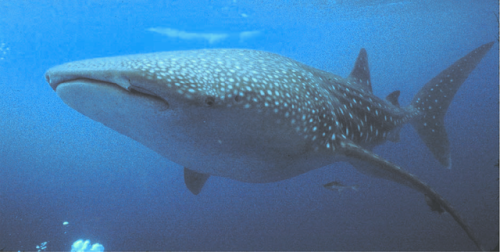 FROM PANAMA TO MARIANA TRENCH:  FEMALE WHALE SHARK MADE A RECORD!For two and a half years, scientist