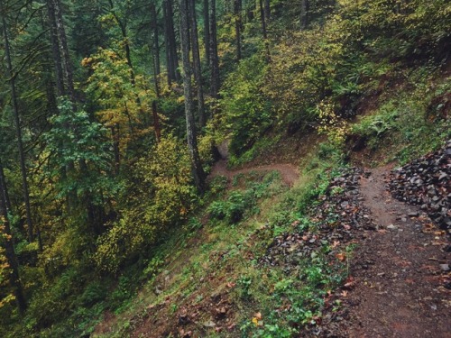 justapplyyourself: Horsetail Creek Trail. Corbett, Oregon (October, 2016).