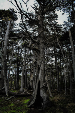 in-apricity:  Hollow by Sara Conlan 