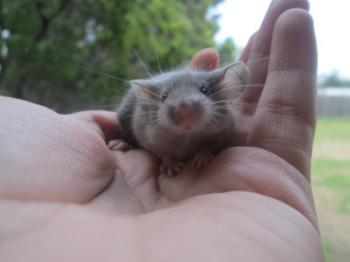 m0bscene-:  rappsrats:  afrightenedmouse:  LOOK look at this cutie for adoption right now at my mousery!!!!  Why are the cuties always so far away ;3;  aw