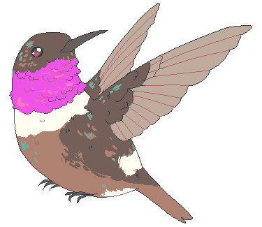 project-bird-empire:Bird of the Week! this week: purple-throated woodstar patreon | twitter