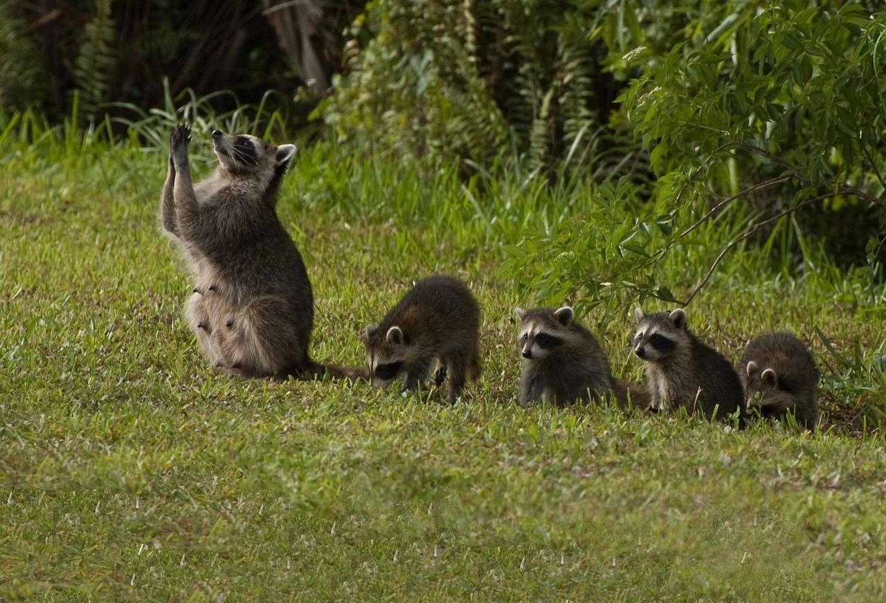 americasgreatoutdoors:Raccoons use their nimble paws in surprising ways. Highly intelligent,