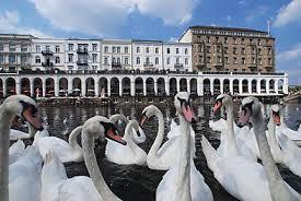 ooksaidthelibrarian:  chaoticallyprecise:  SO in Britain all the swans may belong