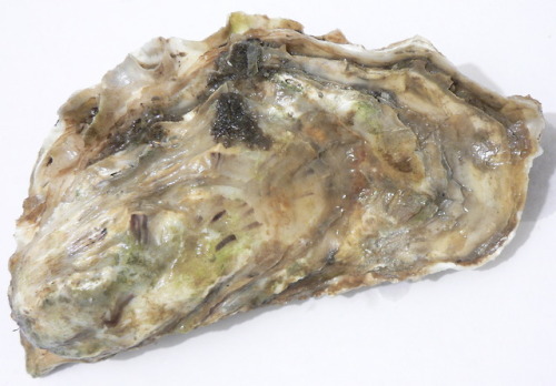 “Then, the oysters begin doing what oysters do — which, it turns out, is quite a lot. Oysters are na