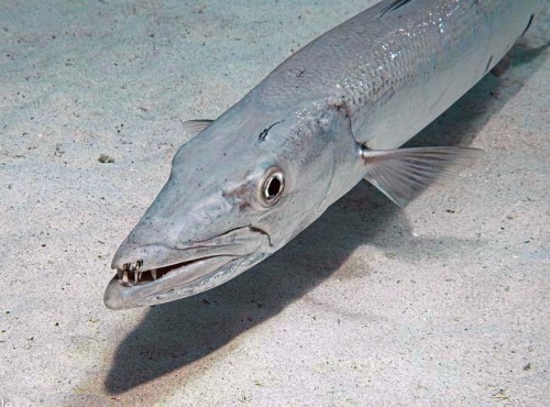 animalids: boudhabar: Sphyraena barracuda Photo by Brian Cole