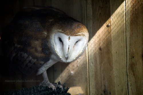 hollowedskin: athelind: mievzar-photo: 8/2/15 - New camera practice at the zoo. OWL FACES DO NOT WOR