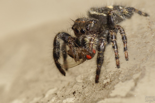 So, for Save a Spider Day on March 14th - I saved a spider.  This is a local Phidippus audax who was