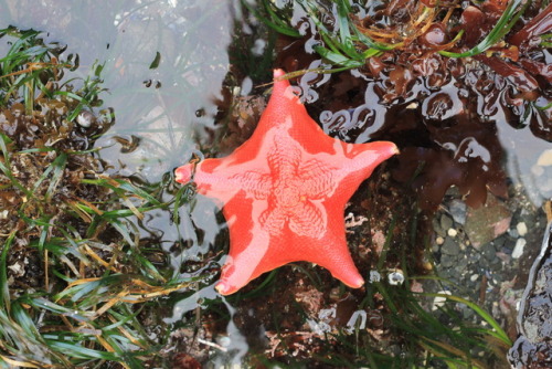 bat star – Patiria miniata