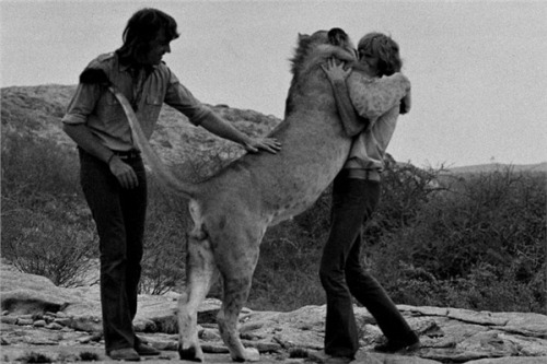 wolverxne:  "A Lion Called Christian" Christian was a lion originally purchased by Australians John Rendall and Anthony "Ace" Bourke from Harrods department store of London, England, in 1969 and ultimately reintroduced to the African wild