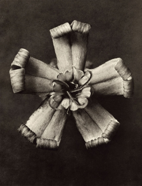 nobrashfestivity:Karl Blossfeldt, Botanical Photographs, Late 1920′s Etherton Gallery