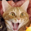 shoobashibu