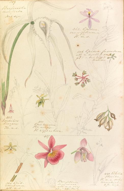 Watercolor illustrations of flowers from Philip Henry Gosse’s 1844 sketchbook Referenda for Jamaica,