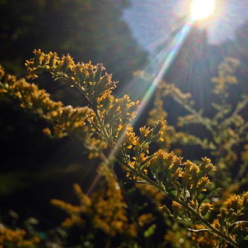 Some people say there is a golden light. You&rsquo;re the golden light. #twinshadow #morning #su