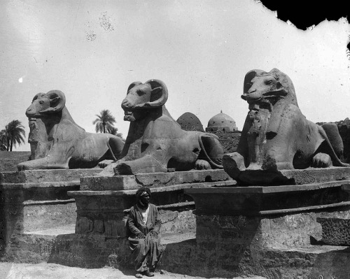 hismarmorealcalm: Avenue of Ram Sphinxes  Unknown photographer