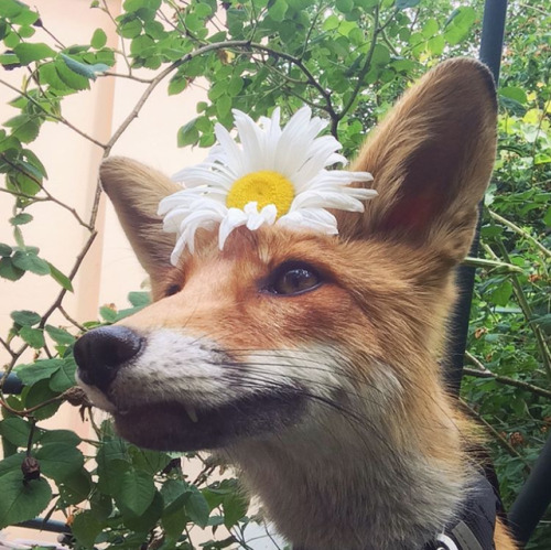 Flower foxe