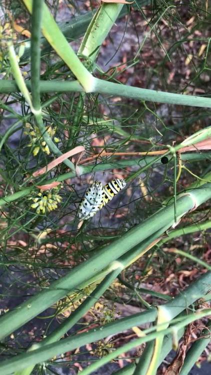cutelittleanimalsthings - Swallowtail eating fennel with tiny...