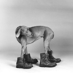 lacloserie:  William Wegman Photographer 