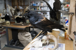 Thegreenwolf:  Davepilk:  Raven On A Rams Skull In My Workshop  Your Workshop Is