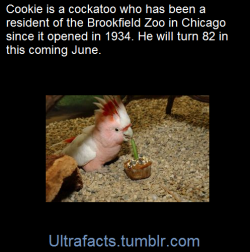 ultrafacts:  Cookie is a male Major Mitchell’s Cockatoo residing at Brookfield Zoo, near Chicago, Illinois, USA. He is believed to be the oldest member of his species alive in captivity at the age of 81, having significantly exceeded the average lifespan