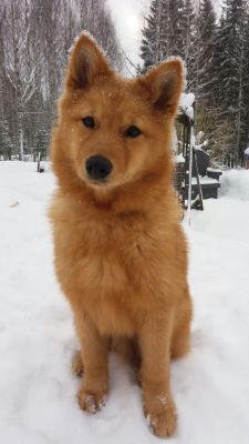 awwww-cute:  Young finnish spitz measuring your worth in belly rubs (Source: http://ift.tt/1L9n0HN)