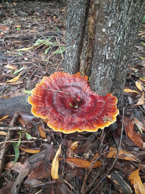 Unknown Ganoderma species, NW Australia