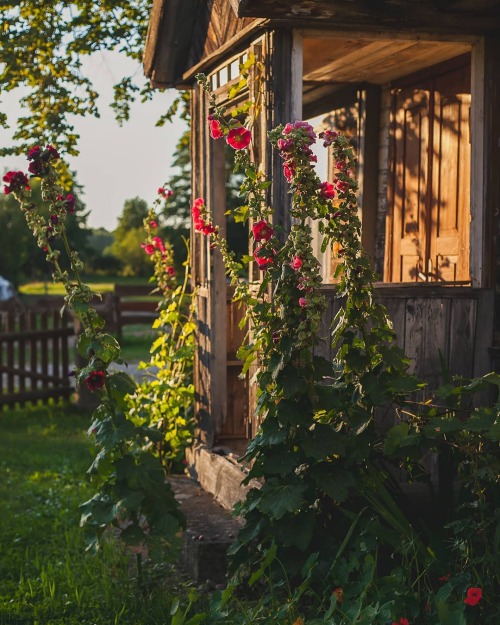 alraunahomestead:CZERWONA PAPROĆ – architektura krajobrazu