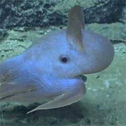 huffingtonpost:  This ‘Dumbo’ octopus proves deep sea creatures aren’t always creepy. See the adorable create elegantly swim through the ocean here.  