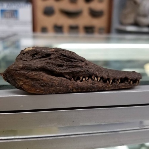 buy-skulls:This is an authentic Ancient Egyptian Nile crocodile mummy head! It is the newest additio