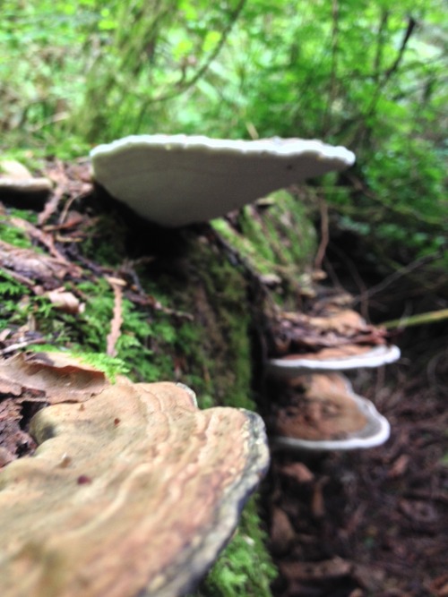 pastoriagym:  My friend Jordan and I went scavenging today! No bones sadly but I saw a lot of mushrooms 