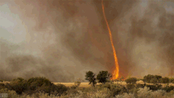 panajan: Bush fire whirls  (imgur.com)  by orbojunglist 