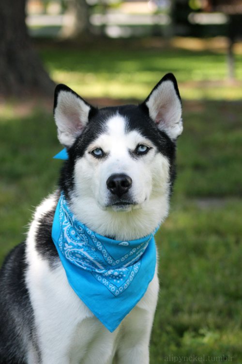 handsome dogs for you in these trying times