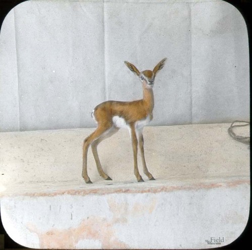 fieldmuseumphotoarchives: Mammal Monday, Gerenuk. The gerenuk is easily recognizable from its distin