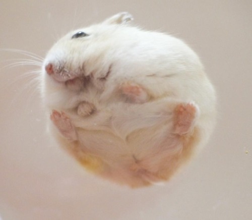 catsbeaversandducks:But have you seen the bottom view of a hamster?Photos by mona_tama