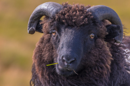 anungulateaday: Faroe Sheep (Ovis aries)