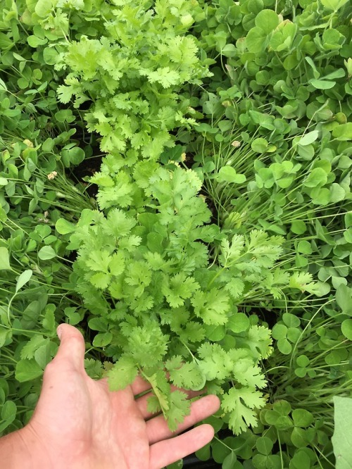 Harvesting parsley and radishes with Marcie from Ruby’s place. Always a great help here at Georgia’s