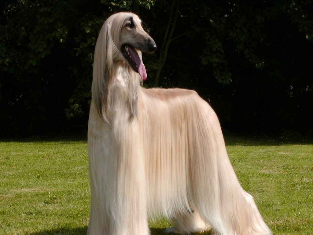 what's that breed of dog that looks like a free spirited woman in her 50s named margaret