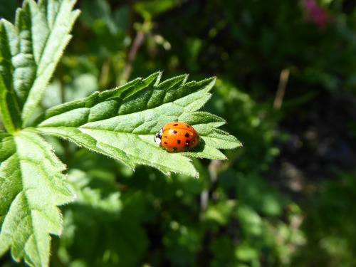 So many ladybirds in my garden right now! They aren’t, yet, making what you’d call inroads into the 