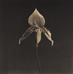 netlex:  Robert Mapplethorpe  Orchid, 1987