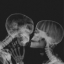 randomreader12