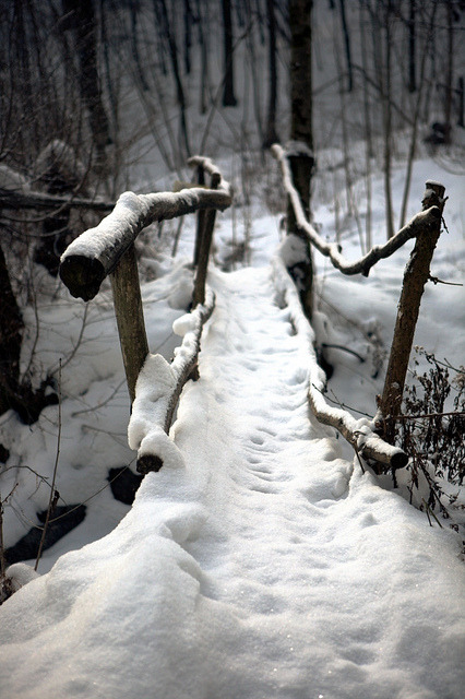 the-forces-of-nature: The Path by Melissa_Love on Flickr. 