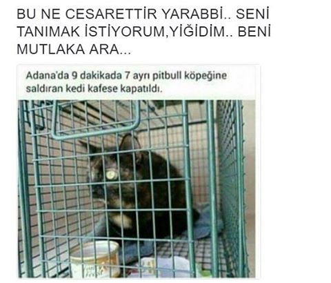 BU NE CESARETTİR YARABBİ.....