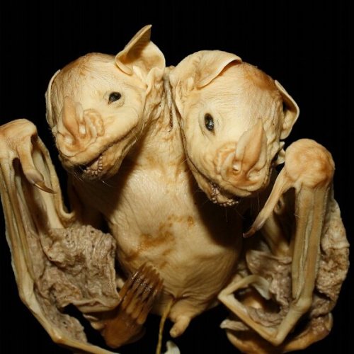 buy-skulls: You know how much I love interesting pathologies… so naturally I had to share these phot