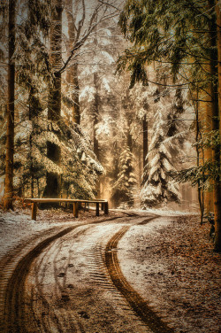 radivs:  'Forest Road' by Andy 58