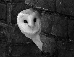 phototoartguy:  Barn Owl by Dave Ovenden. Thank You, Dave! daveovenden 